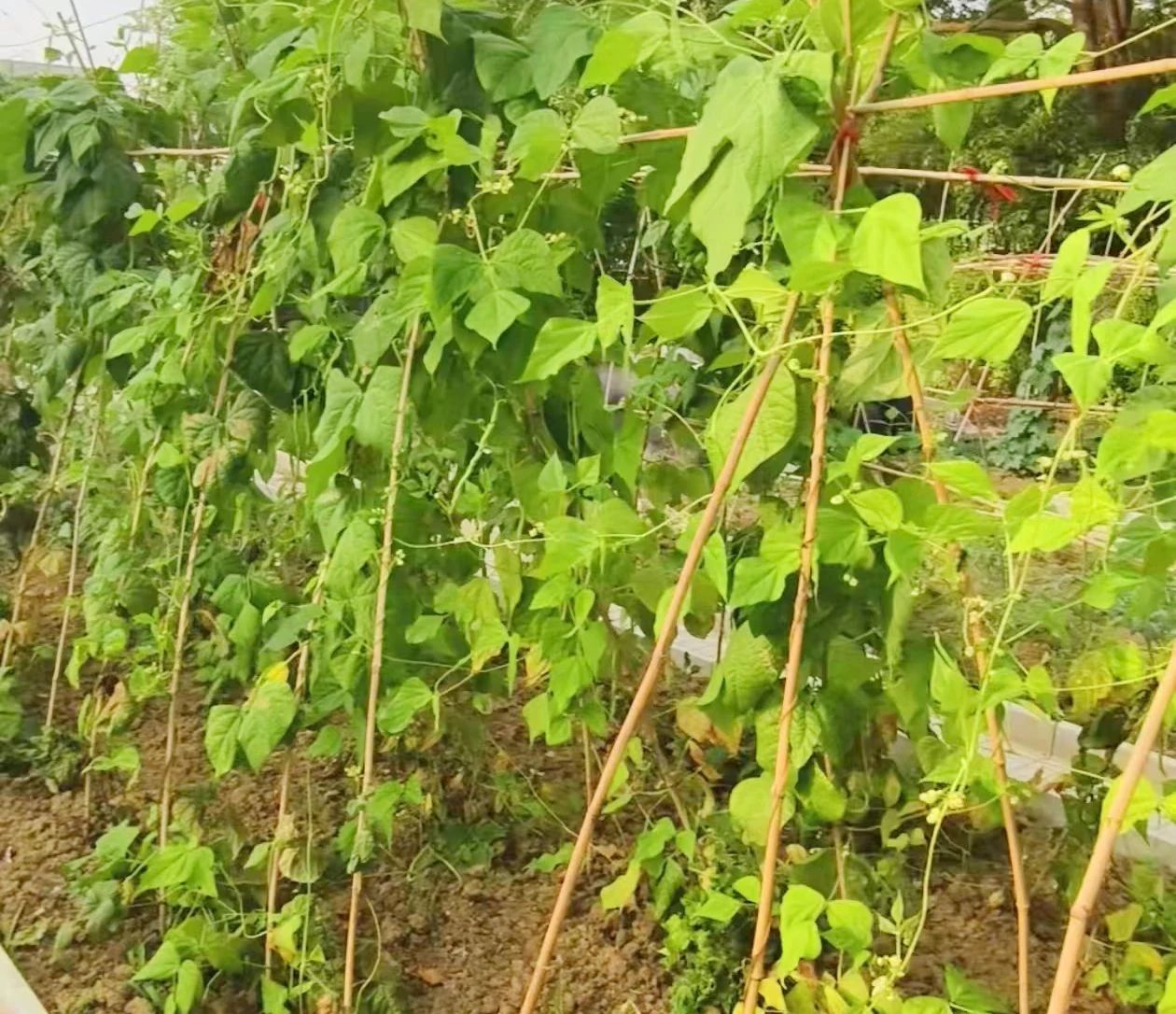 c7acc5bf67feb71f961c54b6b3488e23.jpg c7acc5bf67feb71f961c54b6b3488e23.jpg